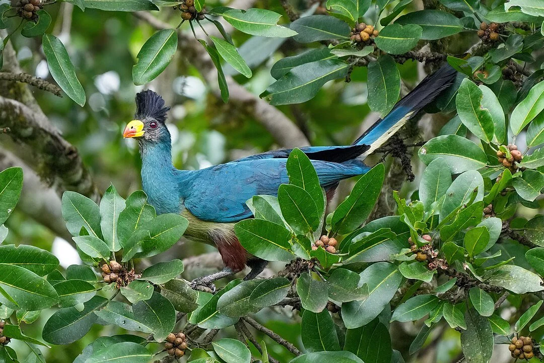 Kibale Wildlife Guide 7 Great Blue Turaco in Kibale Forest National Park Uganda