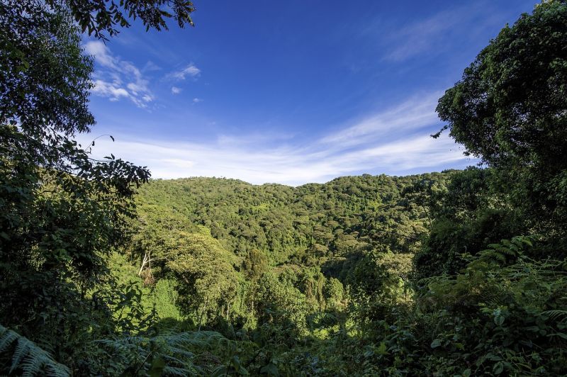 Kibale Wildlife Guide 9 Dense tropical forest landscape of Kibale National Park Uganda