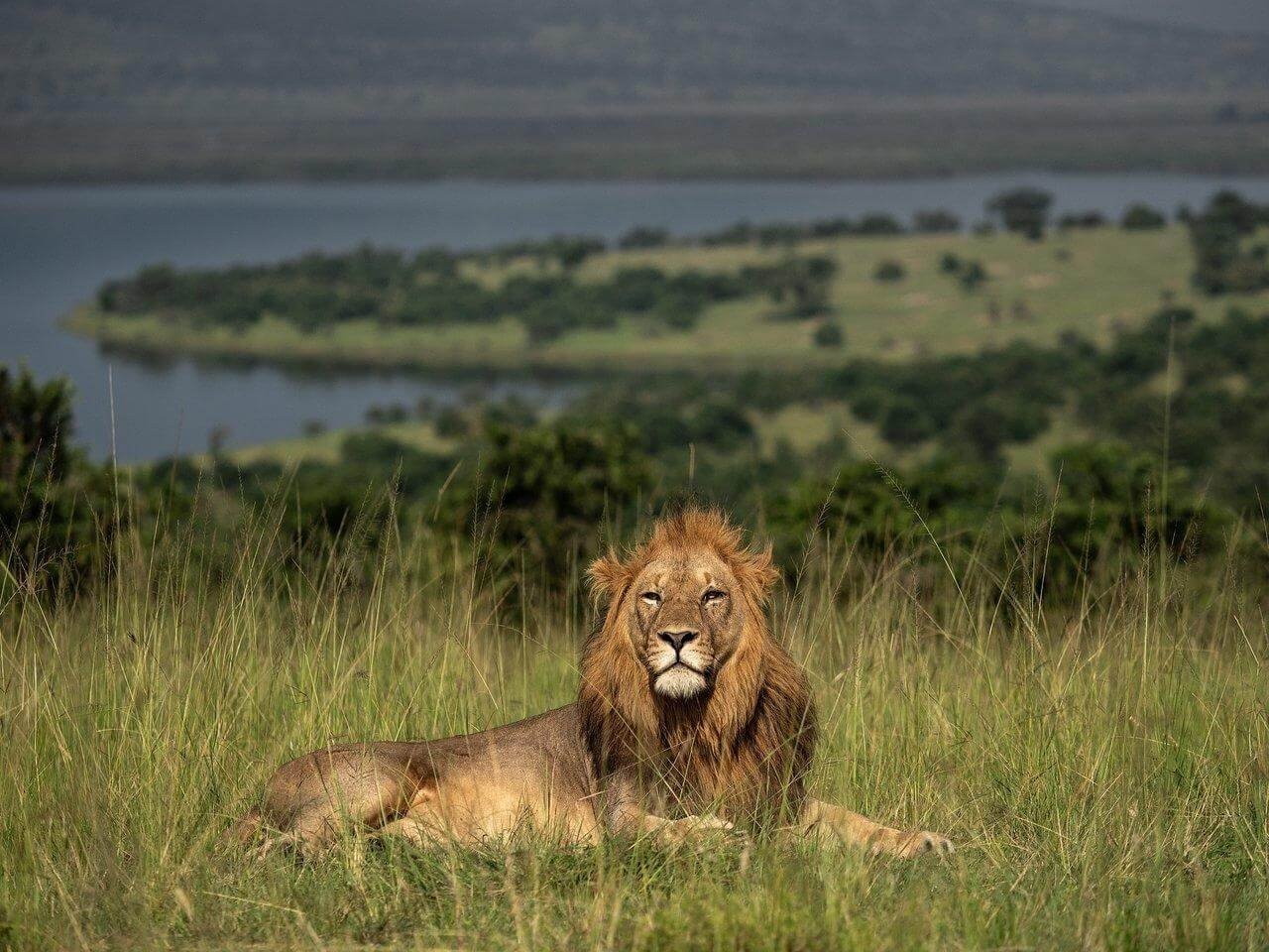 Rwanda National Parks 9 Lion resting in Akagera National Park Rwanda