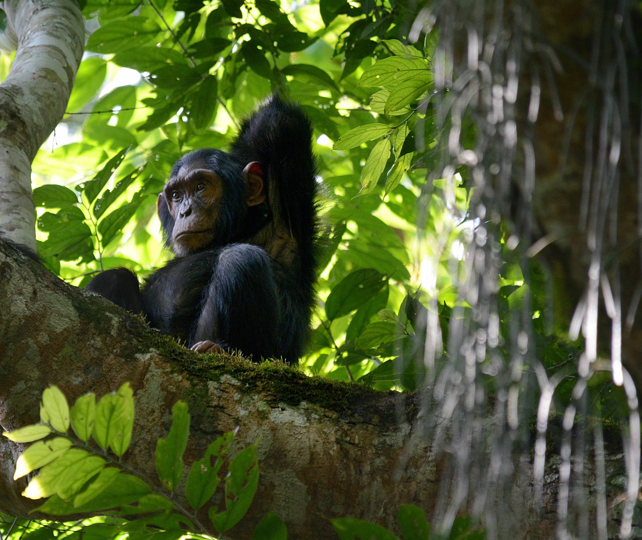 Kibale Wildlife Guide 11 Chimpanzees in Kibale National Park Uganda