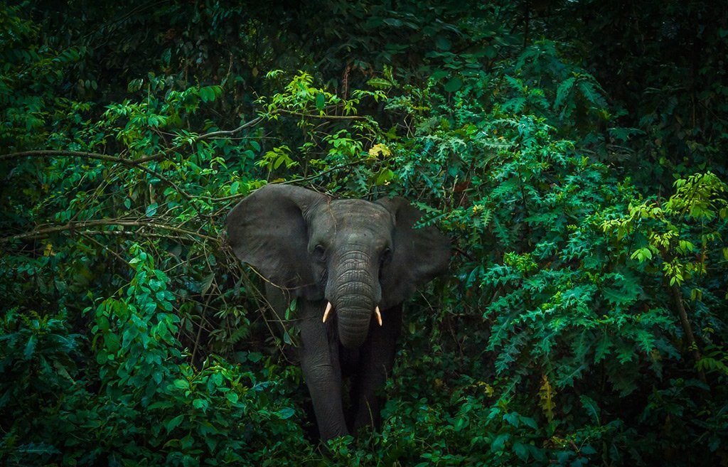 Kibale Wildlife Guide 13 Forest elephant in the dense vegetation of Kibale National Park Uganda