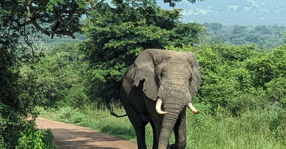 Rwanda National Parks 17 Elephant on a game drive in Akagera National Park Rwanda