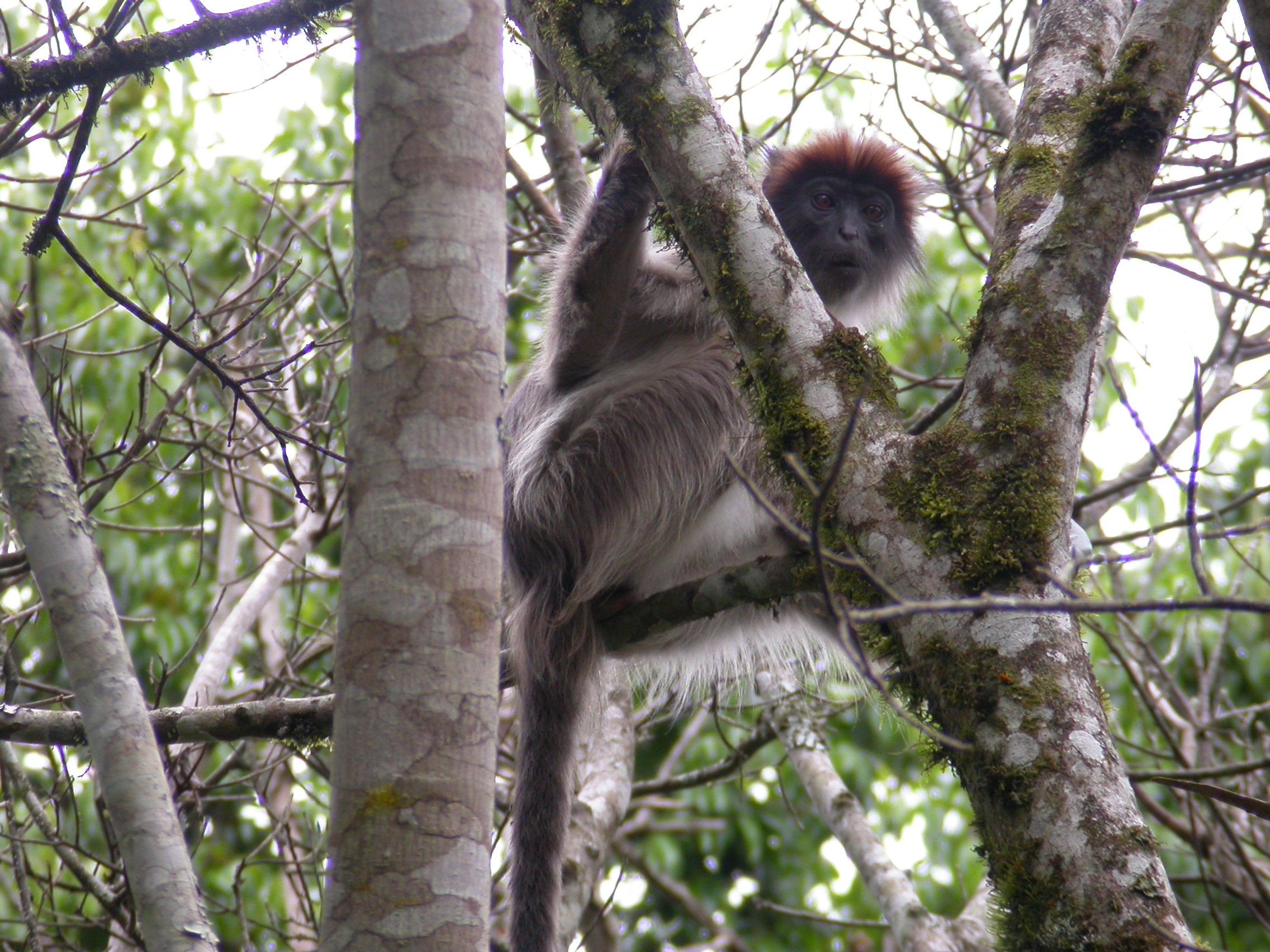 Kibale Wildlife Guide 17 Red colobus monkey in Kibale National Park Uganda