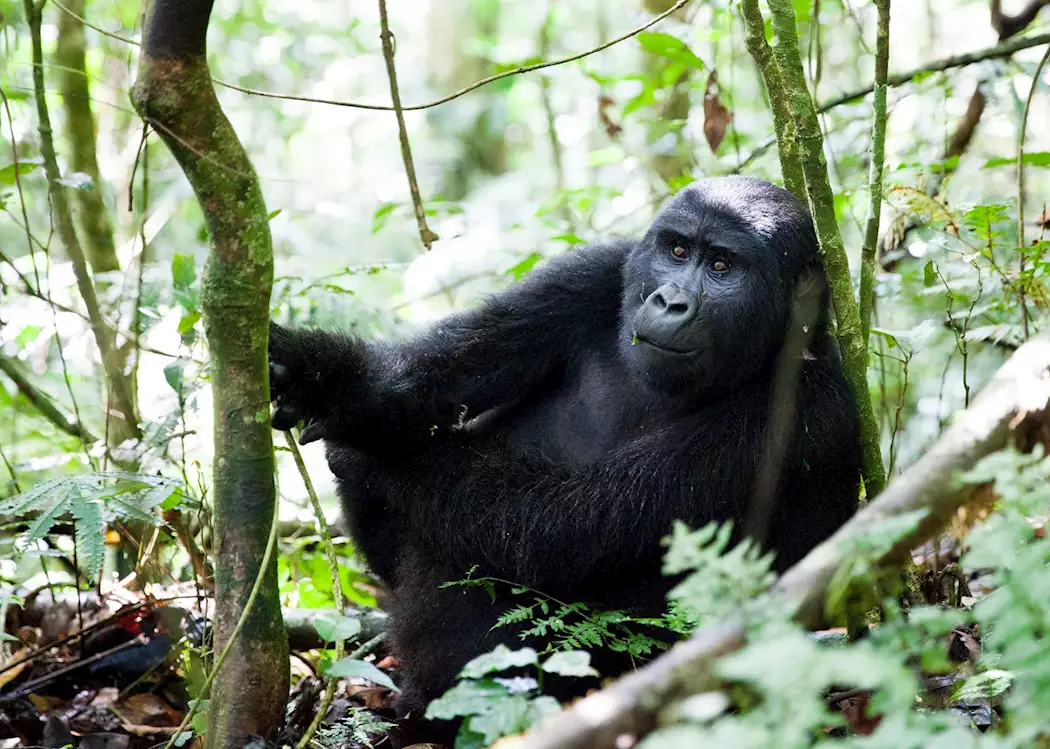 Uganda Safari Deals 19 Mountain gorilla in Bwindi Impenetrable Forest Uganda