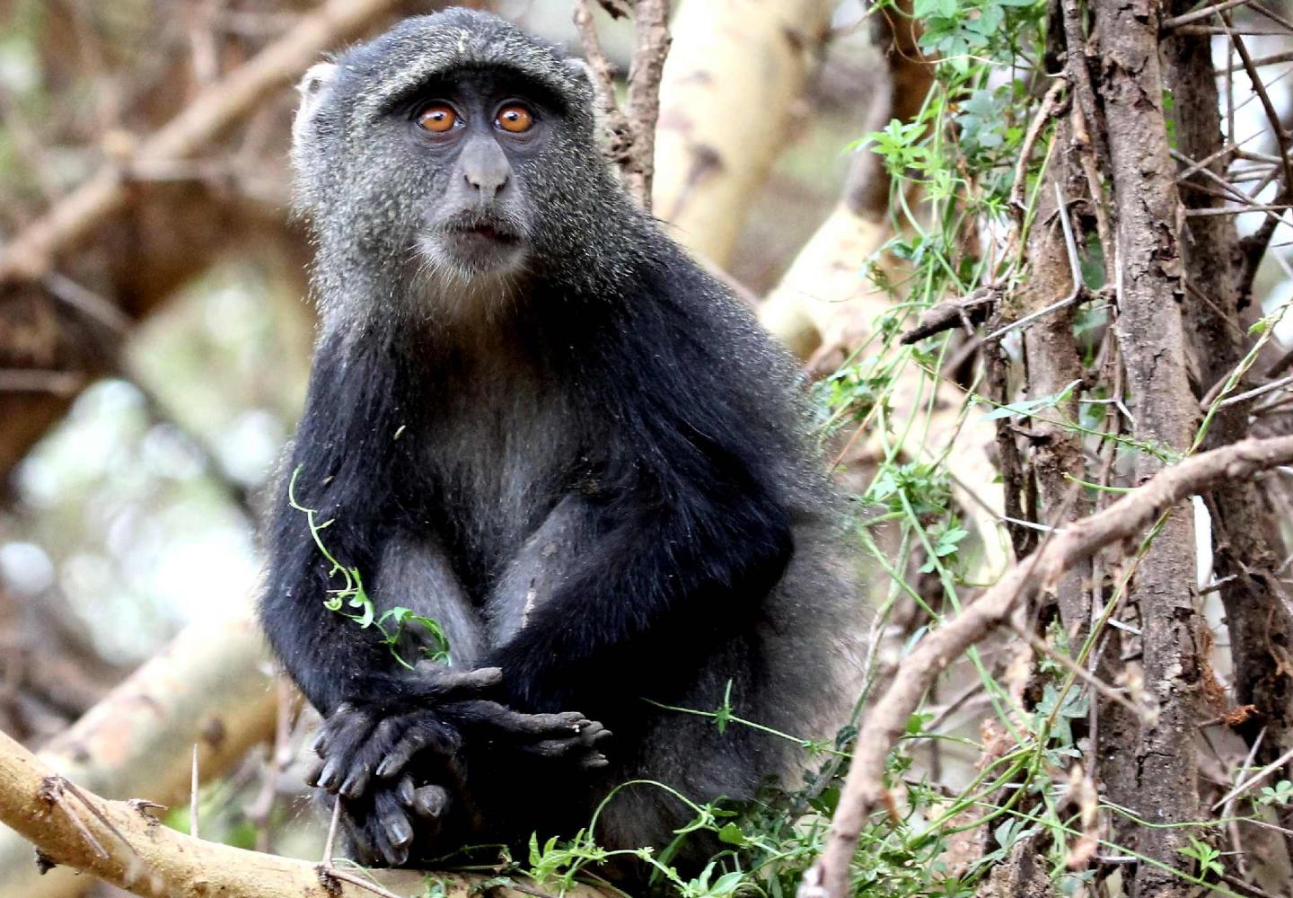 Kibale Wildlife Guide 21 Blue monkey in Kibale Forest Uganda