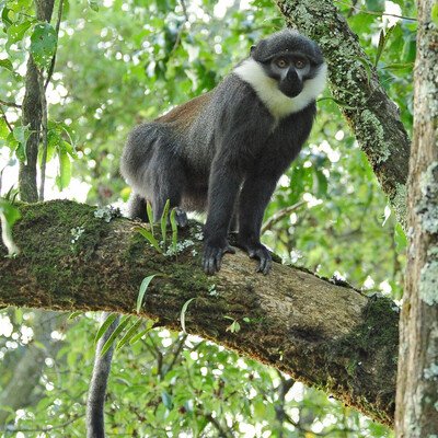 Kibale Wildlife Guide 23 L'Hoest's monkey in a Ugandan forest