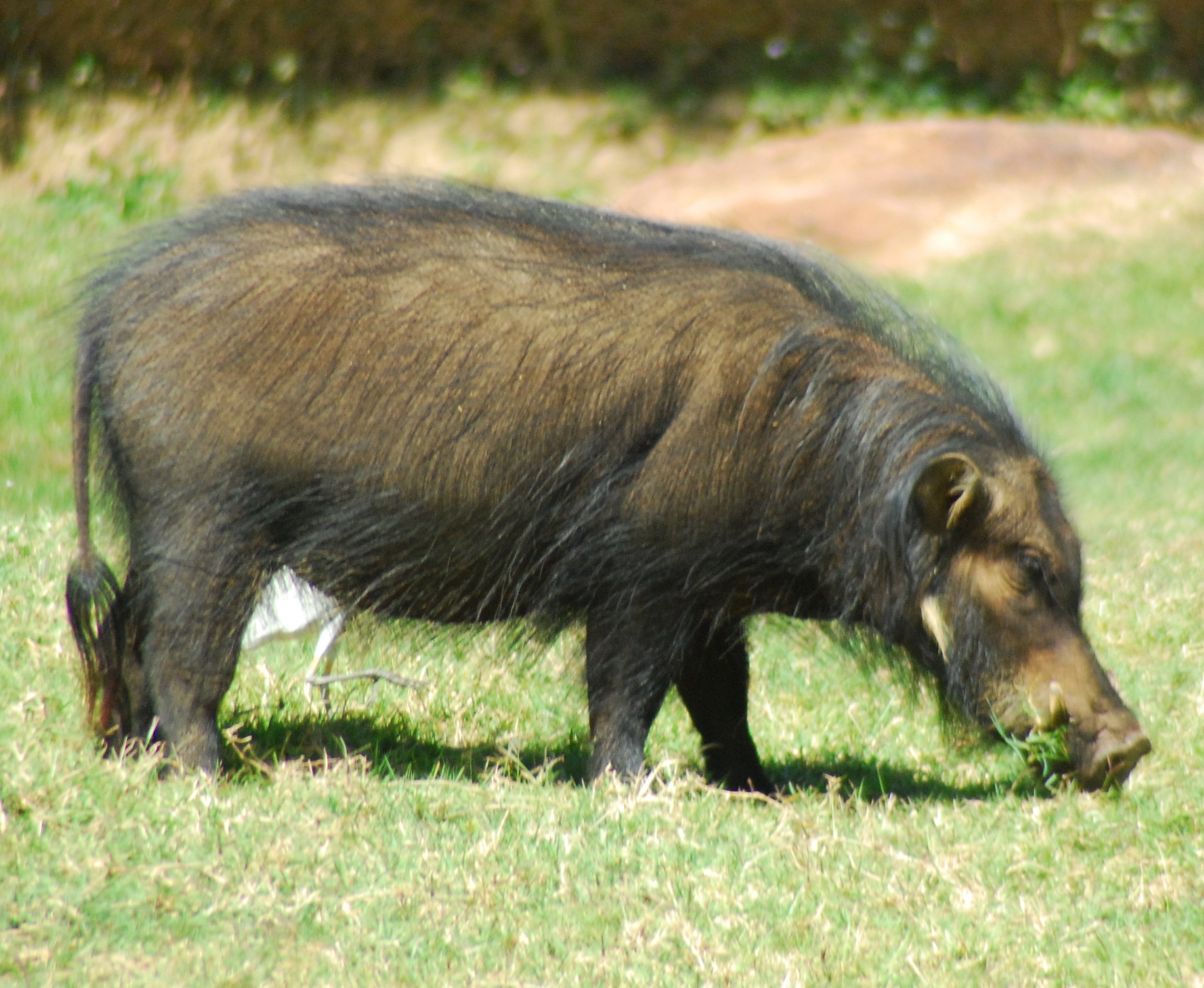 Kibale Wildlife Guide 25 Giant forest hog associated with Uganda forest environments