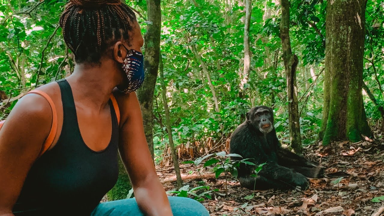 Kibale Wildlife Guide 29 Chimpanzee resting in the forest at Kanyanchu in Kibale National Park