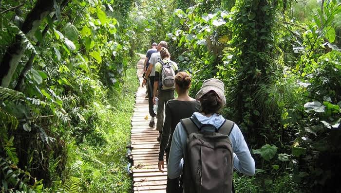 Kibale Wildlife Guide 31 Visitors walking through the lush forest of Kibale National Park Uganda