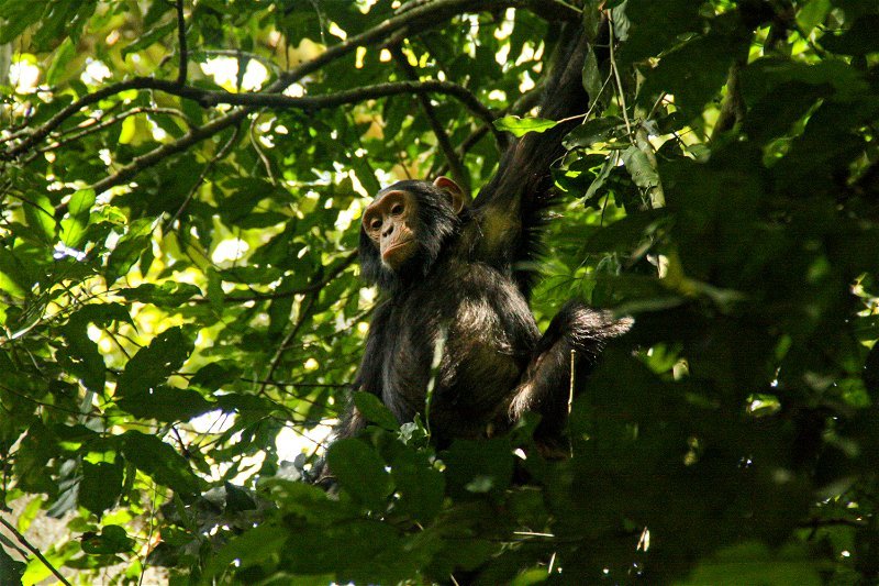 Kibale Wildlife Guide 33 Wild chimpanzee high in the canopy during Kibale chimpanzee trekking