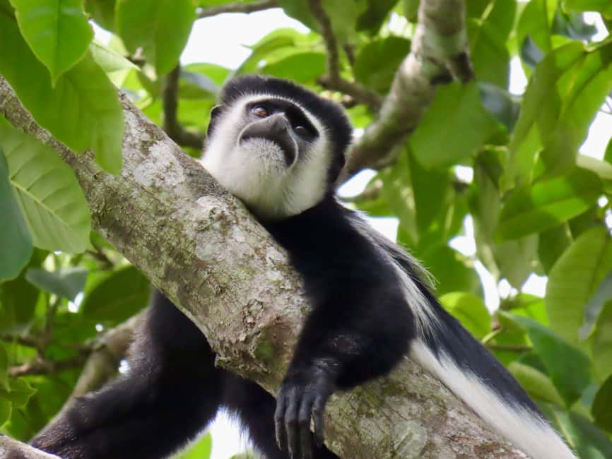 Kibale Wildlife Guide 35 Black-and-white colobus monkey in Kibale Forest Uganda