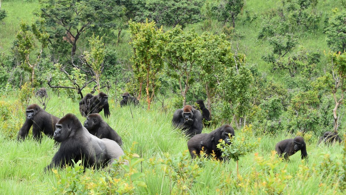 A troop of gorillas resting in a lush green grassy field in Congo.
