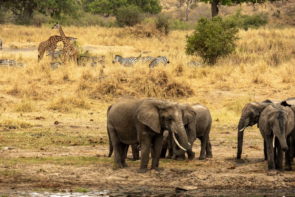 Ultimate Tanzania Northern Circuit Safaris: The Best 2026 Guide 25 Tanzania Northern Circuit Safaris