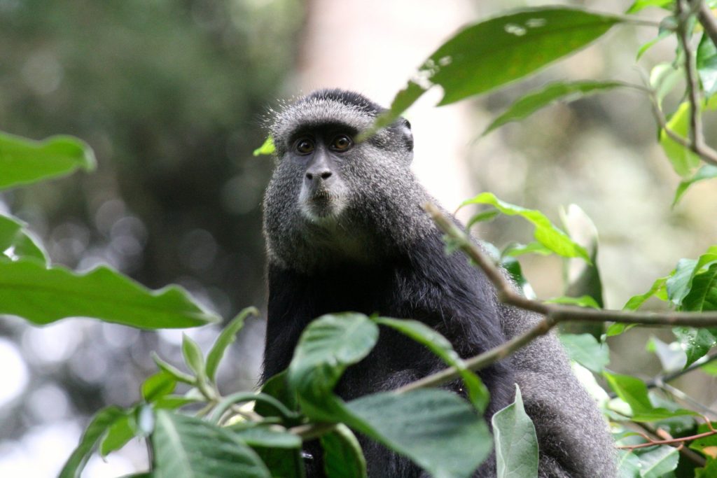 Kibale Wildlife Guide 39 Blue monkey in a Ugandan forest habitat
