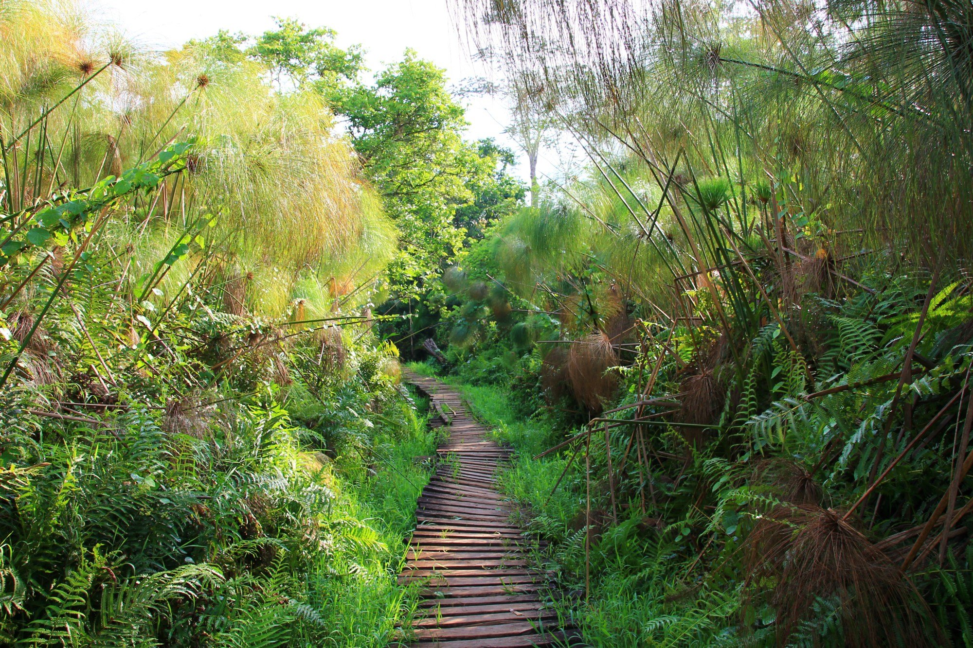 Kibale Wildlife Guide 43 Bigodi Wetland Sanctuary boardwalk through papyrus and wetland vegetation near Kibale Forest Uganda