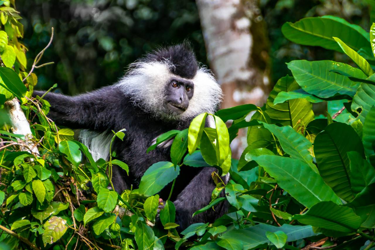 Rwanda National Parks 43 Black and white colobus monkey in Nyungwe rainforest Rwanda