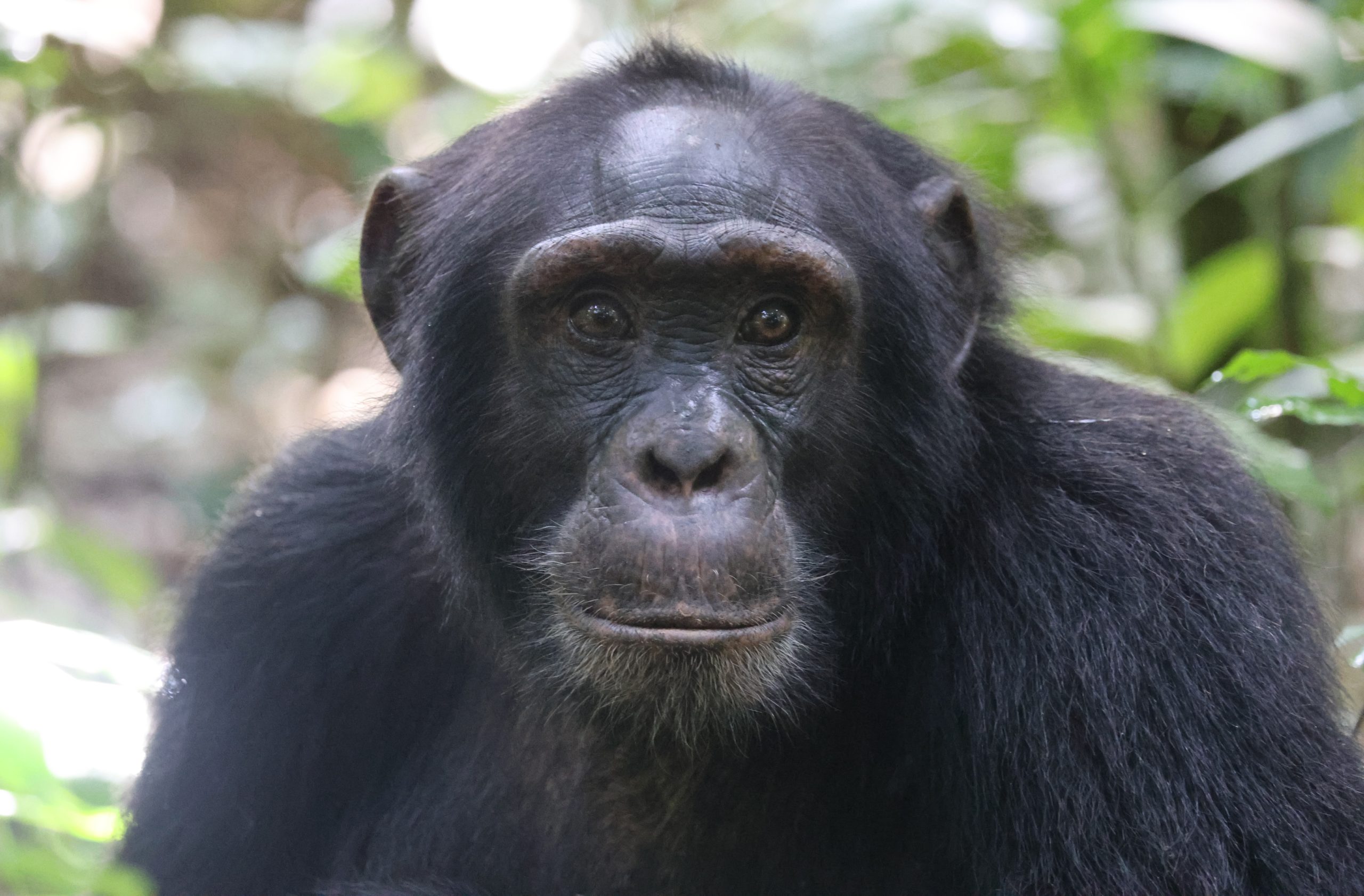 Kibale Wildlife Guide 45 Chimpanzee in Kibale National Park Uganda rainforest