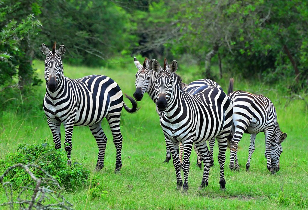 24 Lake Mburo National Park safari