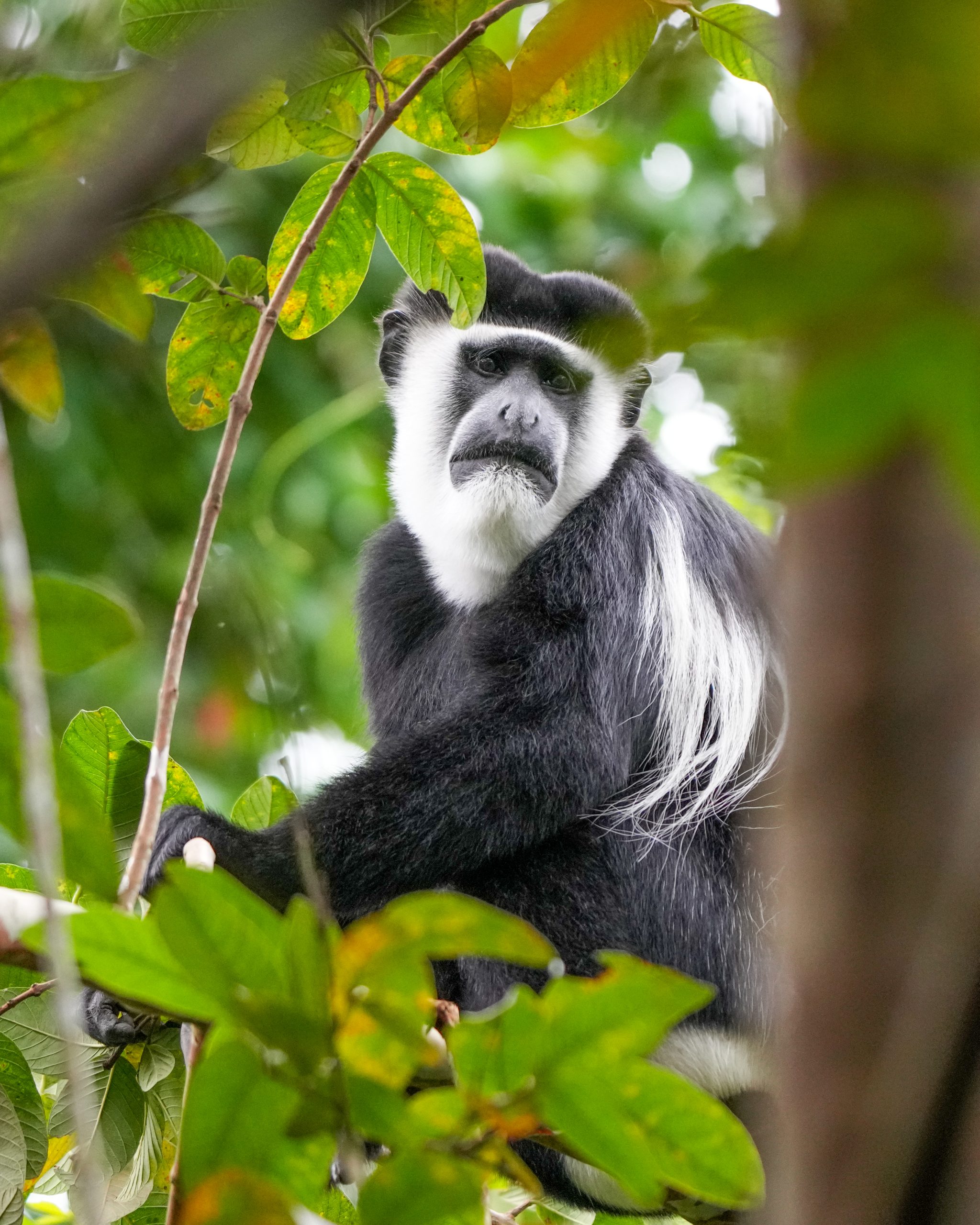 Kibale Wildlife Guide 49 Black and white colobus monkey in Kibale Forest National Park Uganda