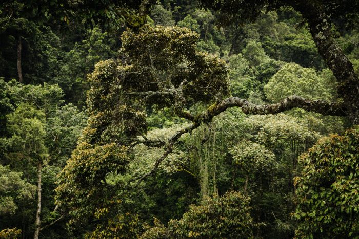What Are the Top Attractions in Rwanda? 31 Gishwati Mukura National Park rainforest Rwanda
