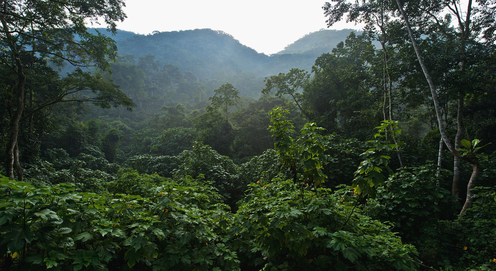 30 Bwindi Impenetrable National Park self drive access
