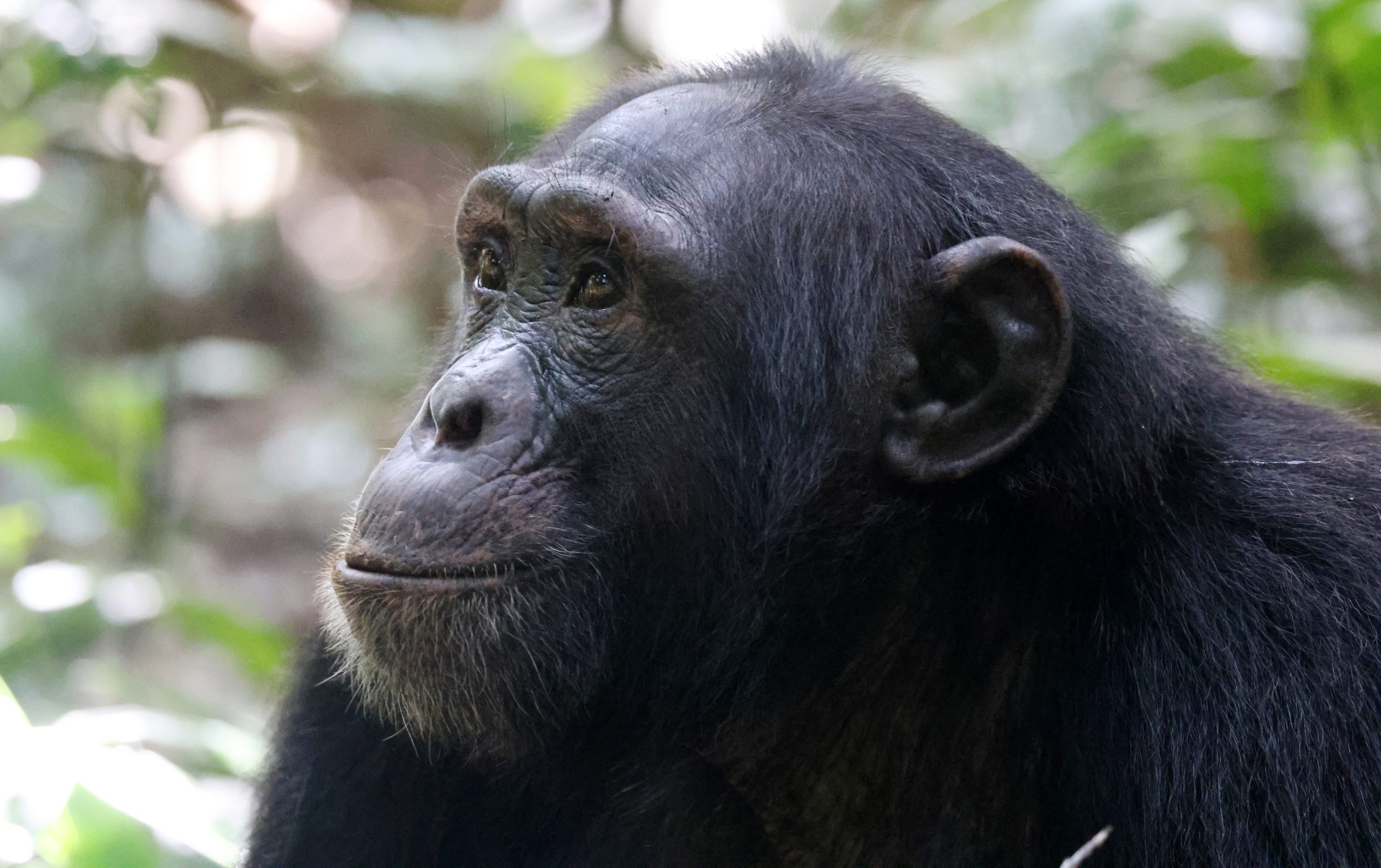 Kibale Wildlife Guide 59 Chimpanzee in the forest of Kibale National Park Uganda
