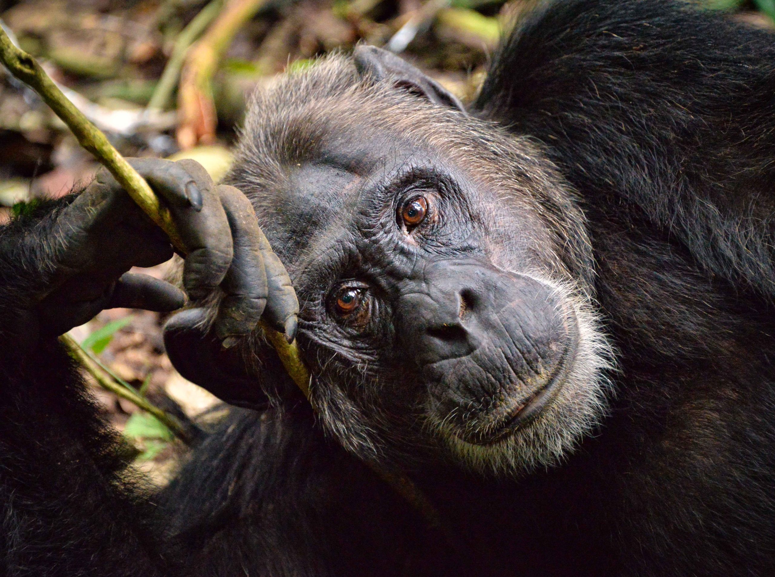 Kibale Wildlife Guide 61 Chimpanzee walking through Kibale National Park Uganda
