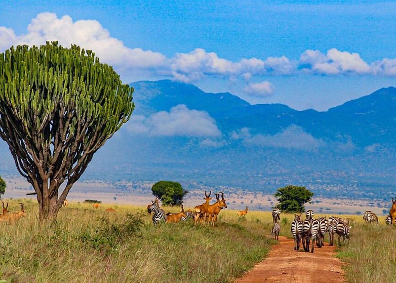 31 Kidepo Valley National Park safari landscape