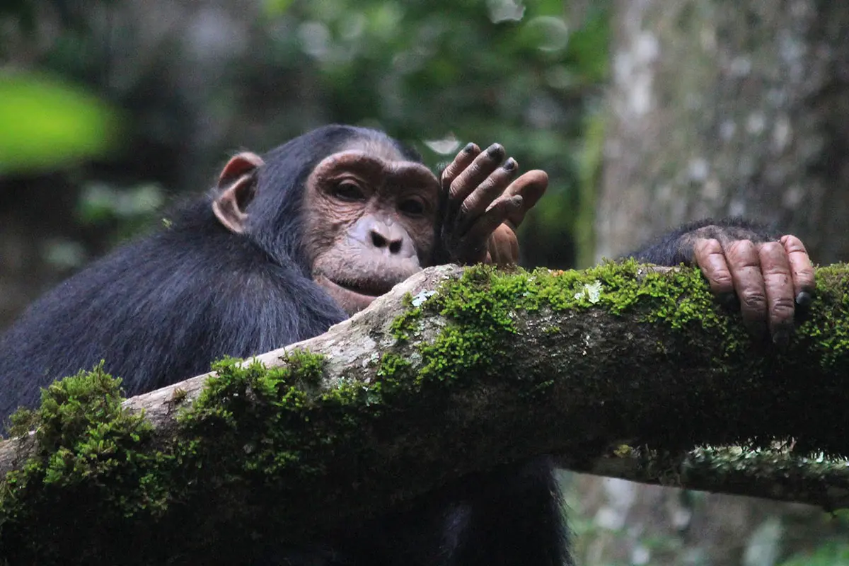 Rwanda National Parks 63 Chimpanzee in the forest of Gishwati Mukura National Park Rwanda