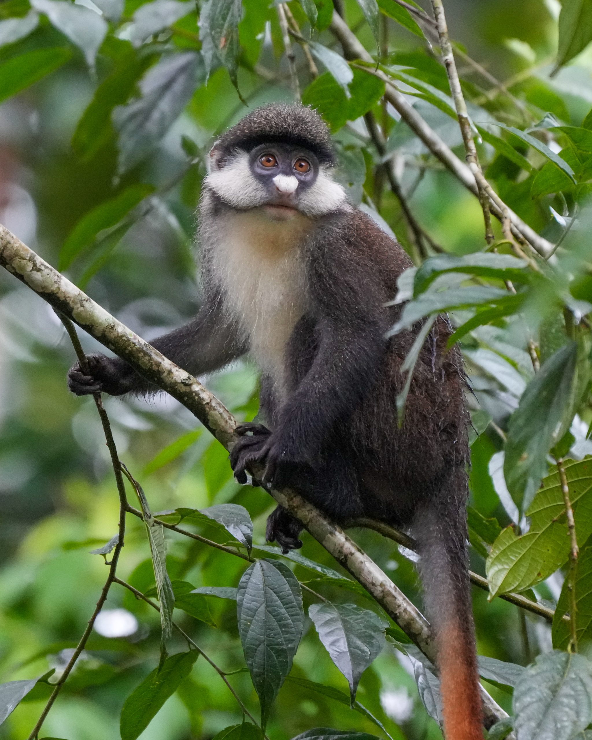 Kibale Wildlife Guide 63 Red-tailed monkey in Kibale Forest National Park Uganda