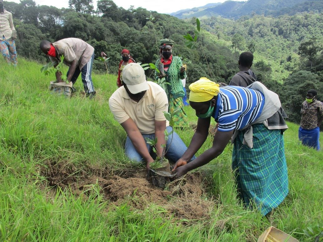 Rwanda National Parks 71 Tree planting and forest restoration project near Gishwati Mukura National Park Rwanda