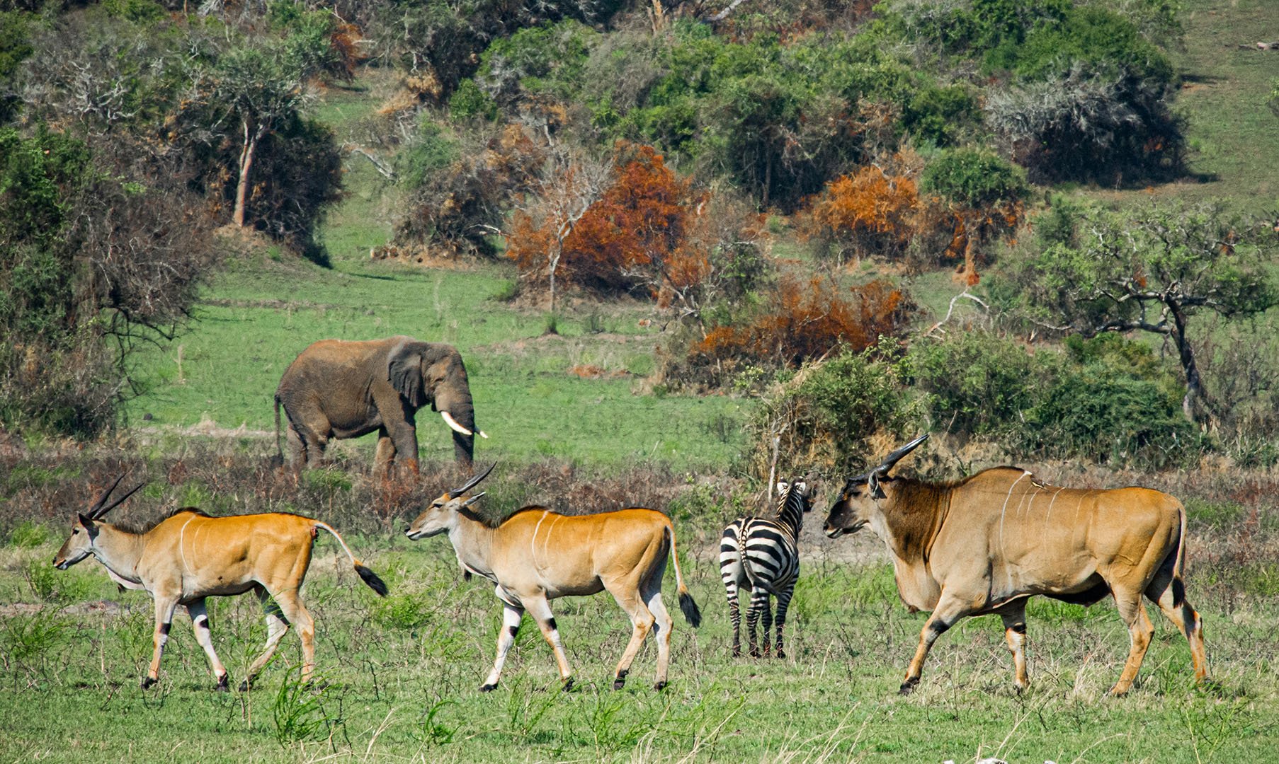 Rwanda National Parks 77 39 Akagera 0233