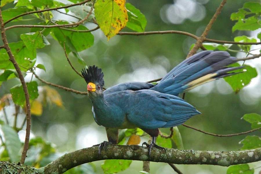 Kibale Wildlife Guide 77 Great Blue Turaco in Bigodi Wetland Sanctuary near Kibale National Park