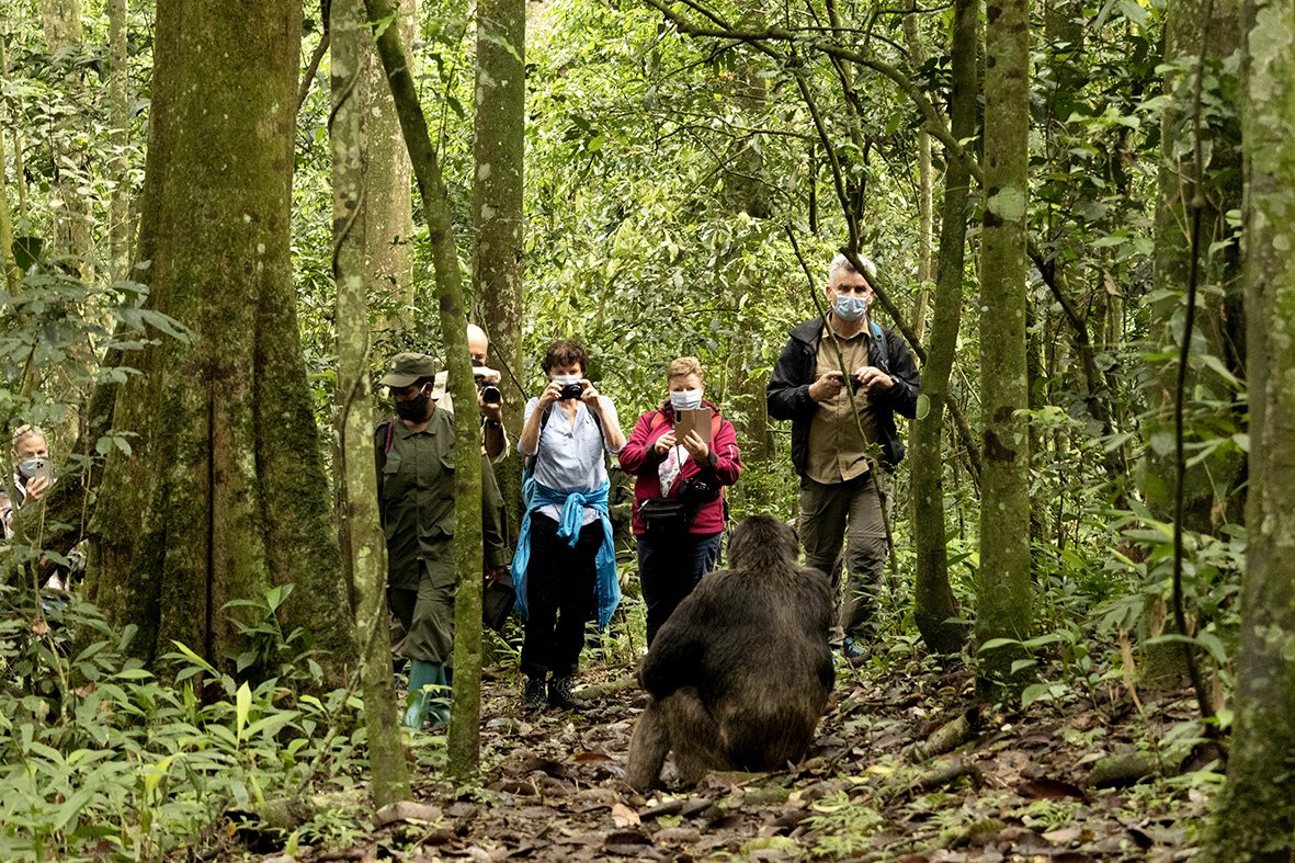 Kibale Wildlife Guide 79 Visitors observing a chimpanzee during a guided Kibale National Park trek