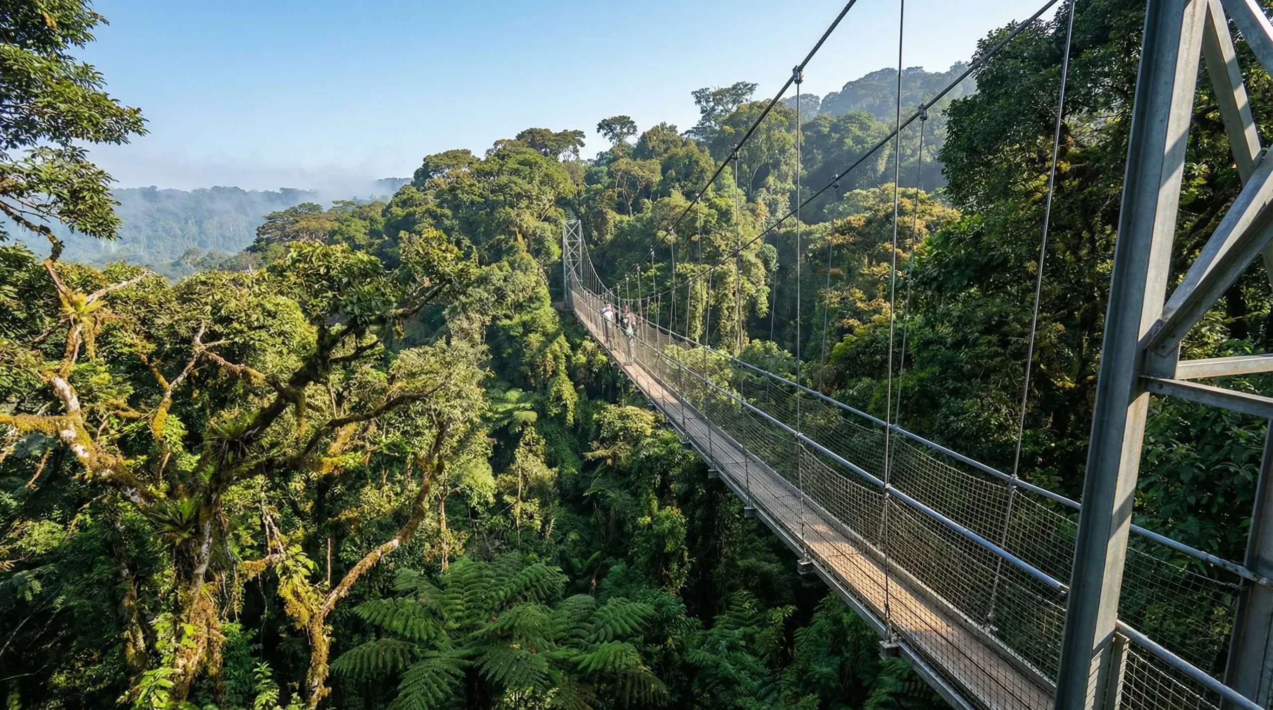 Rwanda National Parks 95 Nyungwe Forest canopy walkway above the rainforest in Rwanda