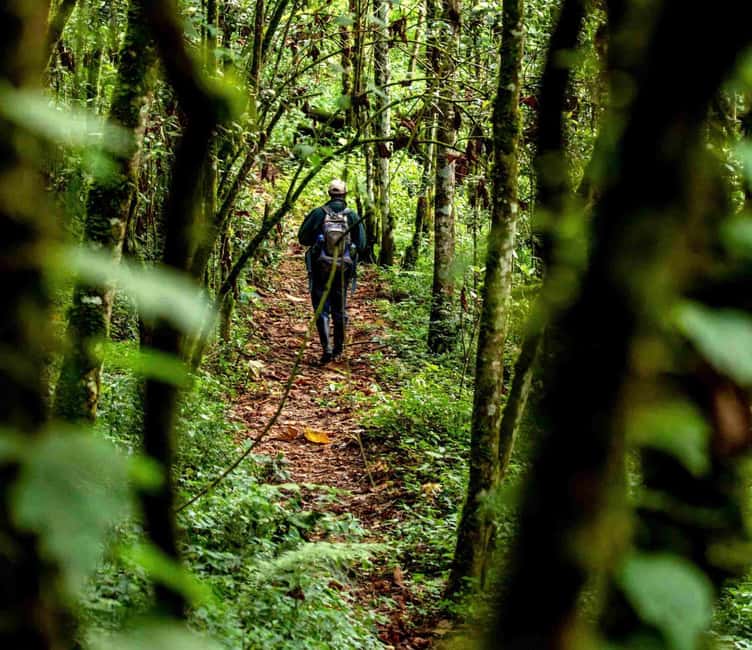 Rwanda National Parks 109 Forest hiking trail in Nyungwe National Park Rwanda