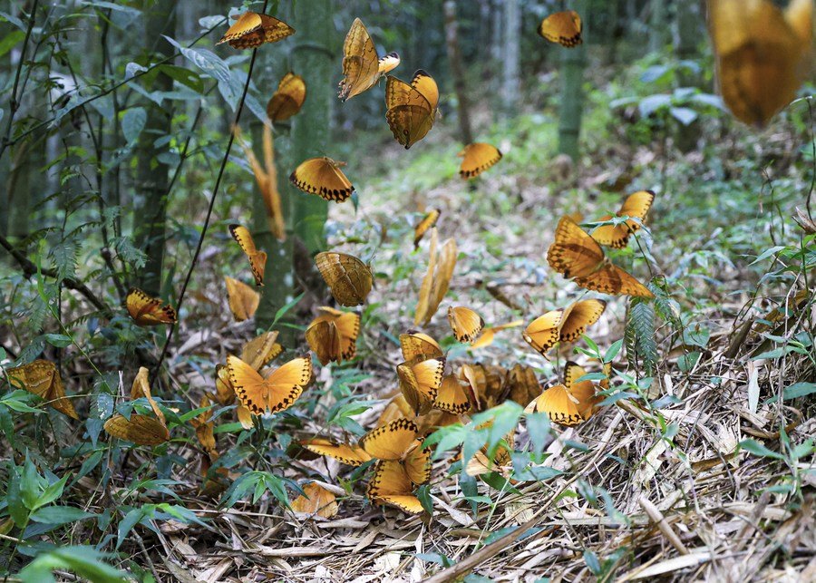 Nyungwe Chimpanzees 15 Numerous orange and yellow butterflies flying and resting among green vegetation and fallen leaves in a forest.
