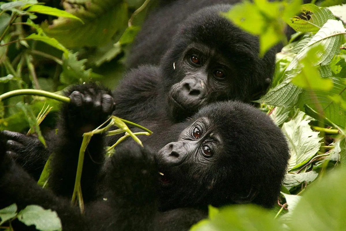 7 Day Uganda Safari: Best Wildlife Safari Tour 2026/2027 1 Two young mountain gorillas resting together in lush forest vegetation during a Uganda gorilla trekking safari