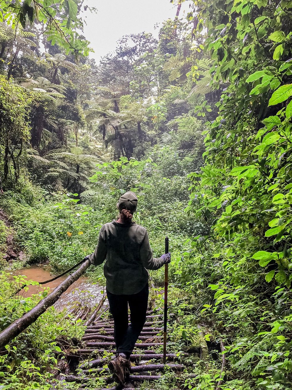 What to Pack for Kibale National Park 13 Hiker walking through the lush wet rainforest of Kibale Forest in Uganda