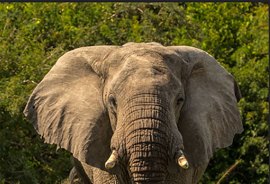 African elephant during a game drive on a Uganda Gorilla and Wildlife Safari