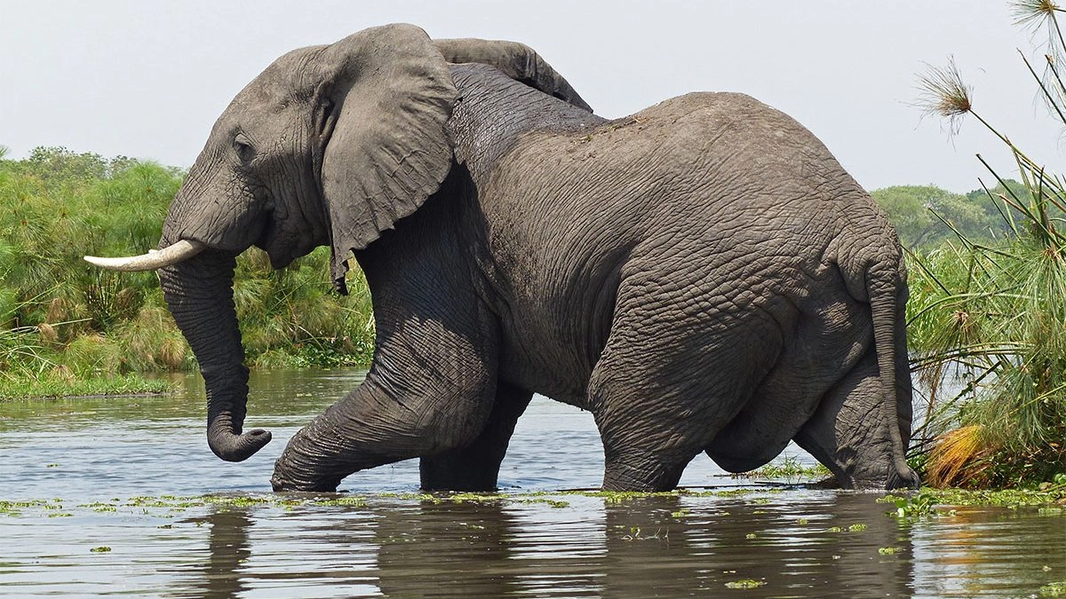 Incredible Uganda Wildlife Encounters: Ultimate Safari Guide 2026/2027 21 African elephant walking through shallow water during a wildlife safari in Murchison Falls National Park, Uganda