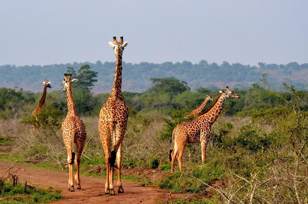 Rwanda budget Safari