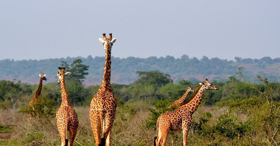 Wildlife Conservation Success in Akagera National Park 11 Giraffes in Akagera National Park Rwanda