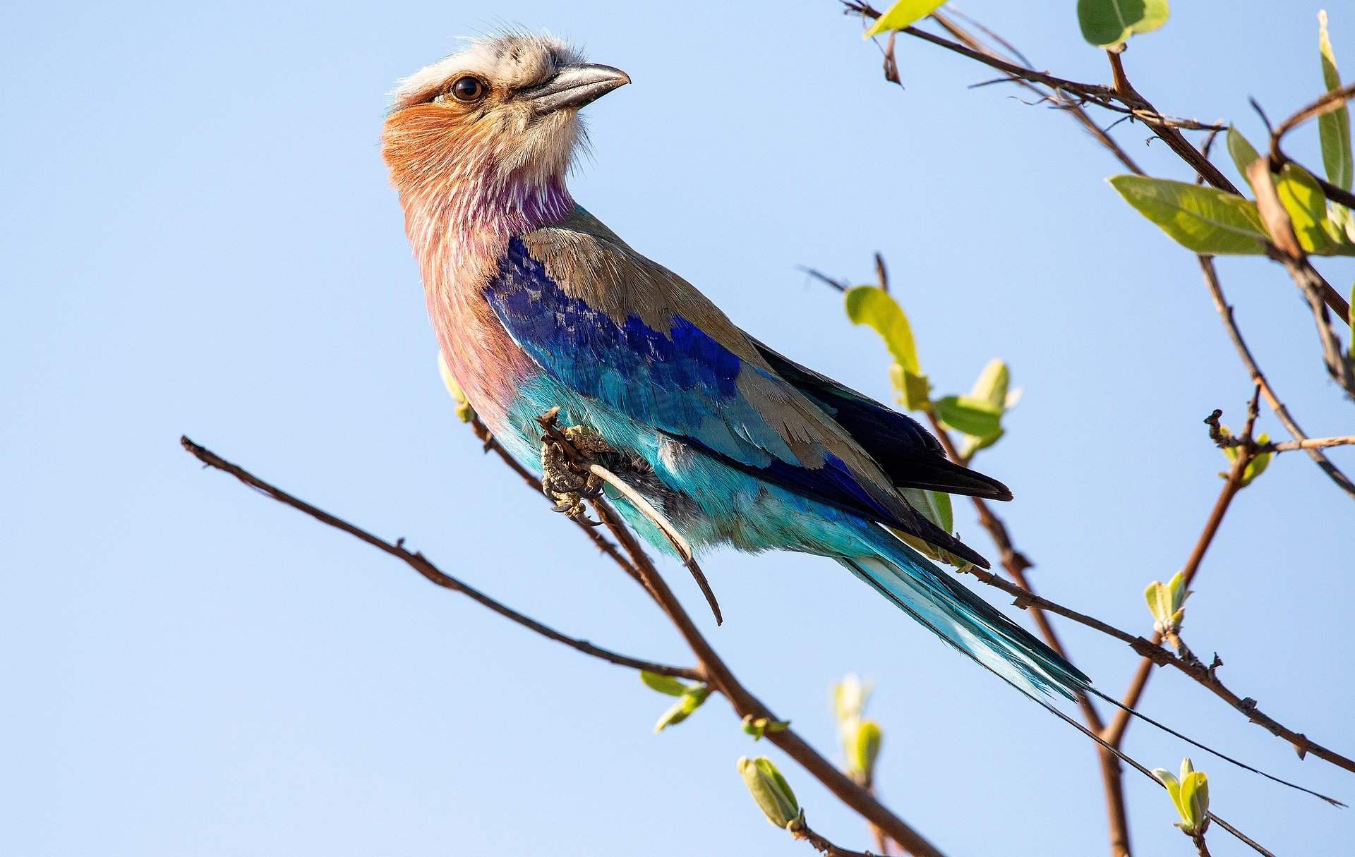 Wildlife Conservation Success in Akagera National Park 25 Lilac breasted roller during birdwatching safari in Akagera National Park