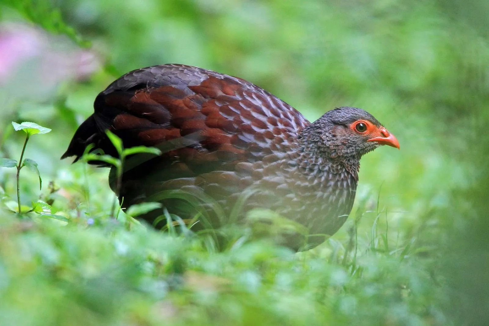 Best Rwanda Birding Safari: Ultimate Guide 2026/2027 13 Albertine Rift forest bird walking through lush vegetation during a birdwatching safari in Rwanda