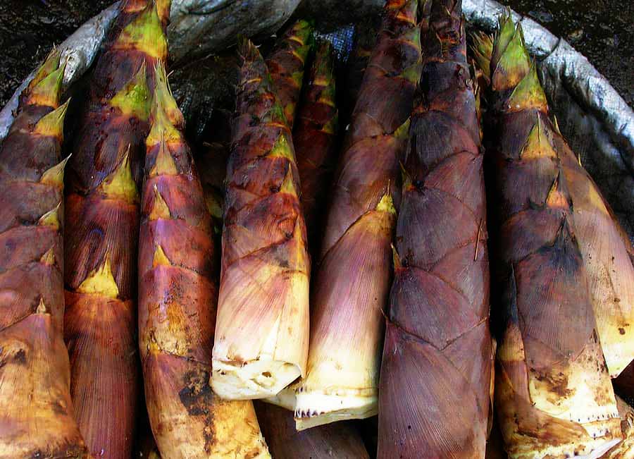 Uganda Food Guide 63 Smoked bamboo shoots used to prepare Malewa in eastern Uganda
