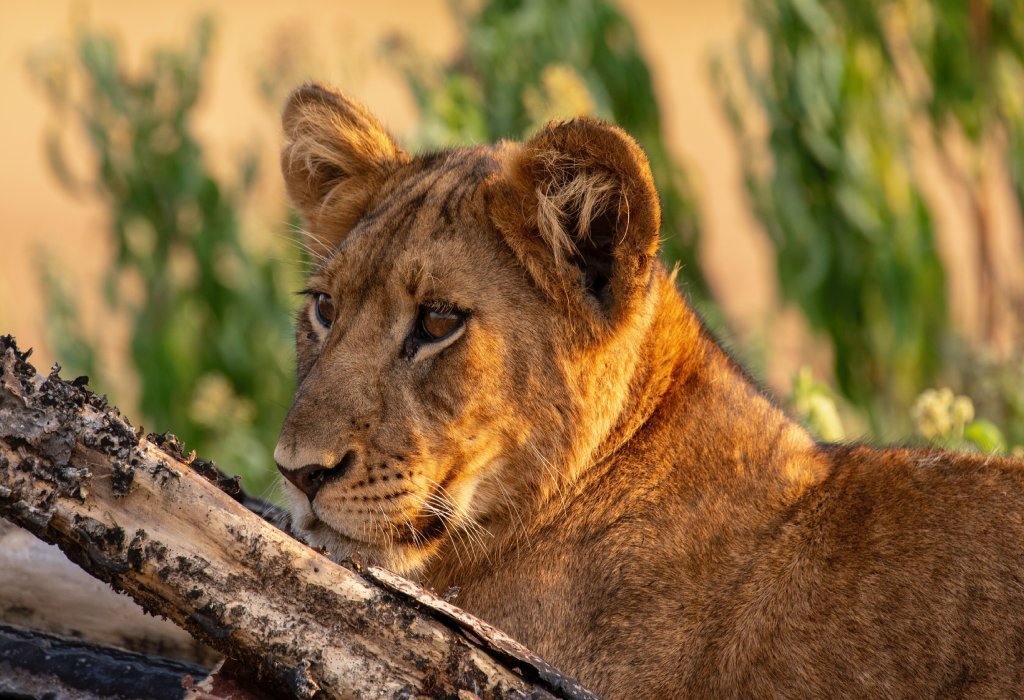 Best Rwanda Safari Packages in 2026/2027 | Wildlife Safari 9 Lion resting in the savannah during a Rwanda wildlife safari, representing the best Rwanda safari packages.