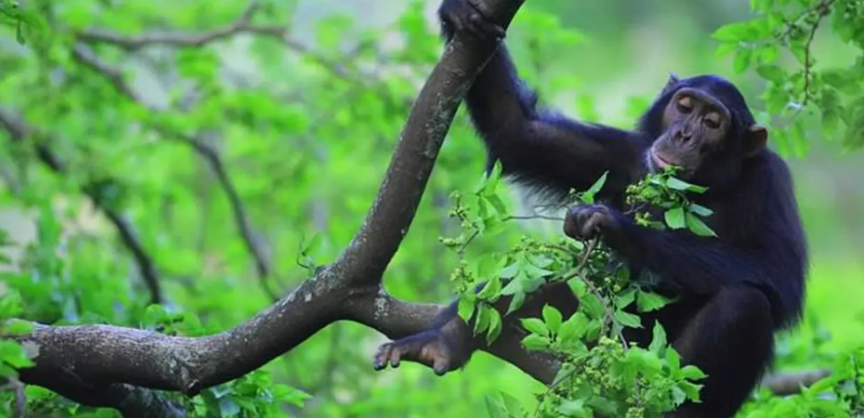 Chimpanzee resting in a tree during the best months for chimpanzee tracking