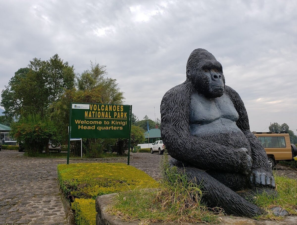 First-Time Travellers Rwanda Experience 13 Volcanoes National Park gorilla trekking headquarters Rwanda