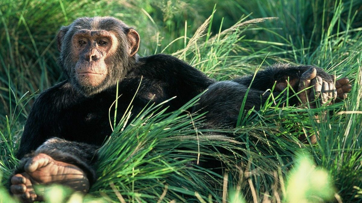 Chimpanzee resting in natural vegetation for best time for chimpanzee tracking FAQs